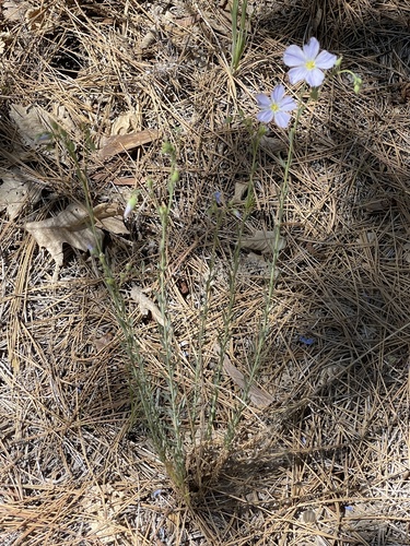 iNaturalist observation photo of Linum