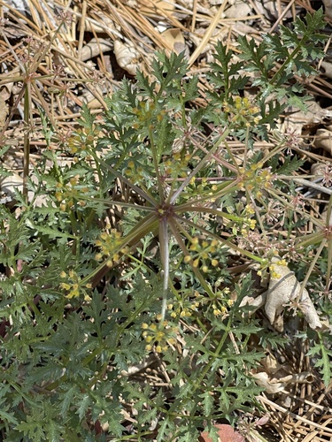 iNaturalist observation photo of Parish's umbrellawort