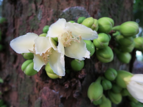 Omphalocarpum Procerum (Omphalocarpum procerum)