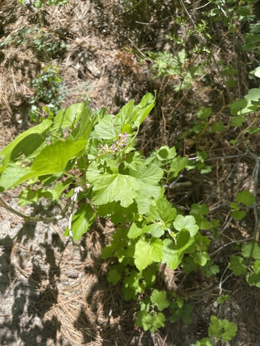 iNaturalist observation photo of mountain pink currant