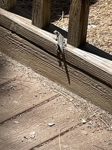 iNaturalist observation photo of Southern Sagebrush Lizard