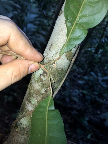 Hieronyma oblonga - Leaves