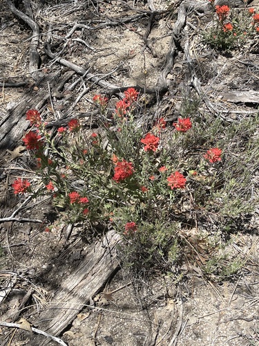 iNaturalist observation photo of Camp Martin paintbrush