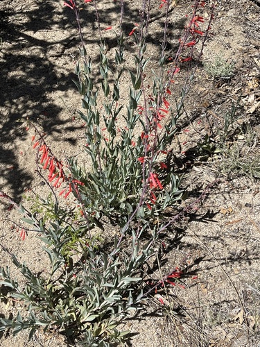 iNaturalist observation photo of scarlet bugler