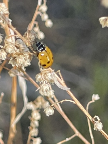 iNaturalist observation photo of Convergent Lady Beetle