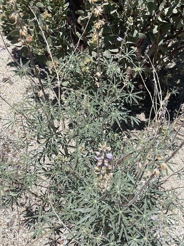 iNaturalist observation photo of San Jacinto Lupine