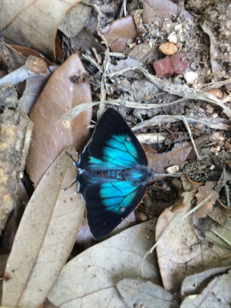 White M Hairstreak from 23400 Park Rd 12, Washington, TX 77880, USA on