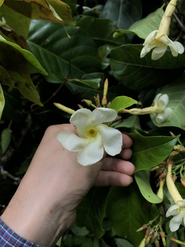 Allomarkgrafia plumeriiflora