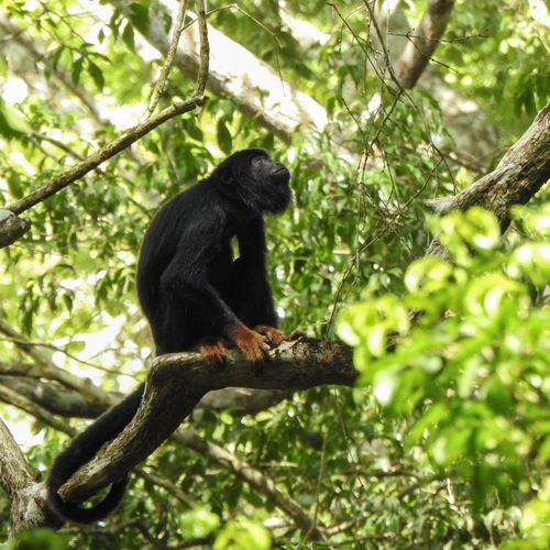 Red-handed Howler Monkey