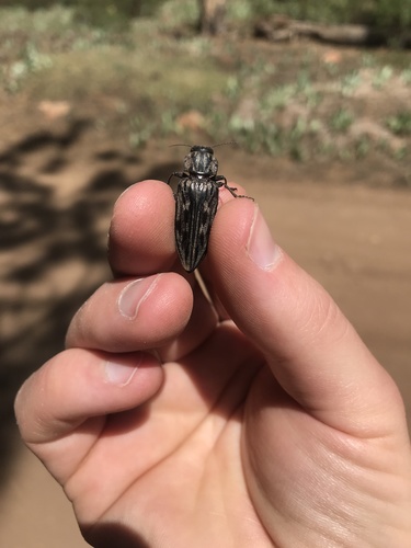 iNaturalist observation photo of Western Sculptured Pine Borer