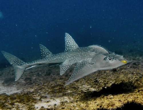 Rhina ancylostoma Bloch & Schneider, 1801