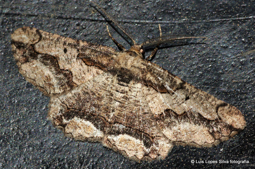 Brassy Waved Umber