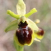 Small Spider-Orchid - Photo (c) majoet, all rights reserved, uploaded by majoet