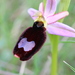 Ophrys bertolonii benacensis - Photo (c) Étienne VENNETIER, todos los derechos reservados, subido por Étienne VENNETIER