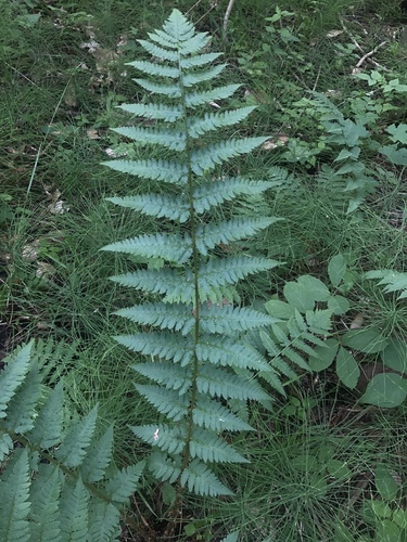 Dryopteris X benedictii