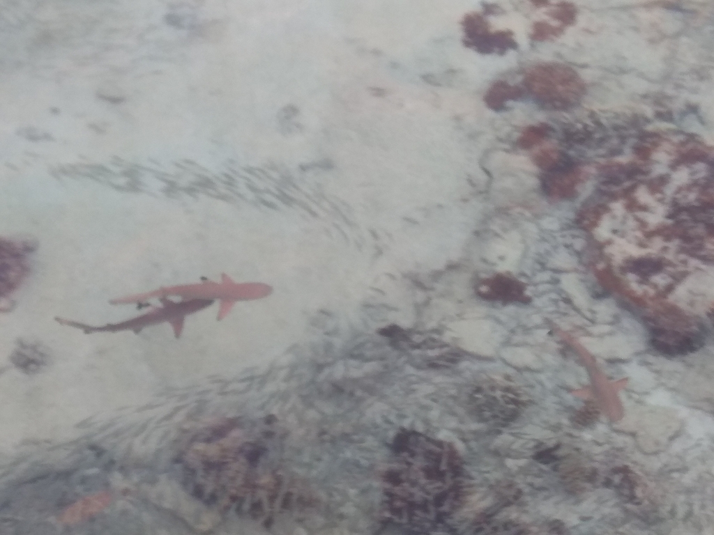 Blacktip Reef Shark