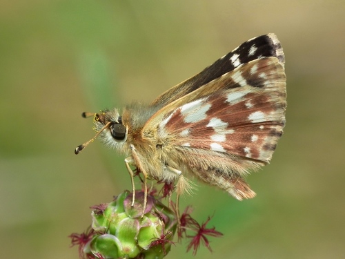 Red-underwing Skipper