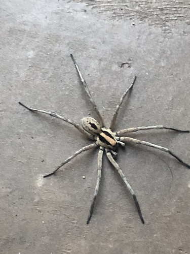 Hogna coloradensis