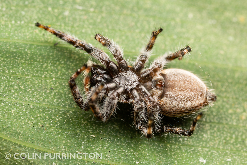 jumping spiders - Menemerus bivittatus and Plexippus paykulli