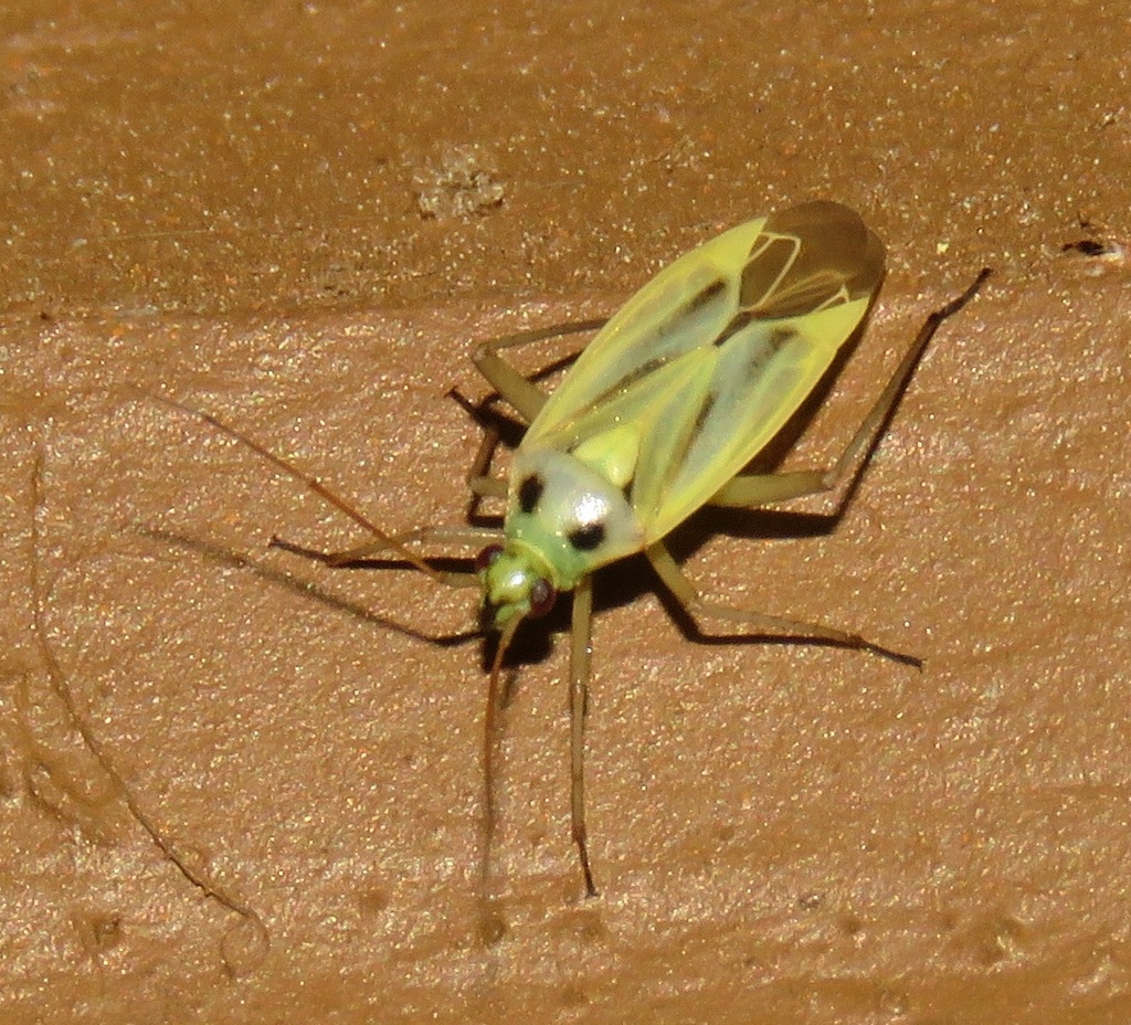 Two-spotted Grass Bug from Fentress County, TN, USA on May 25, 2022 at ...