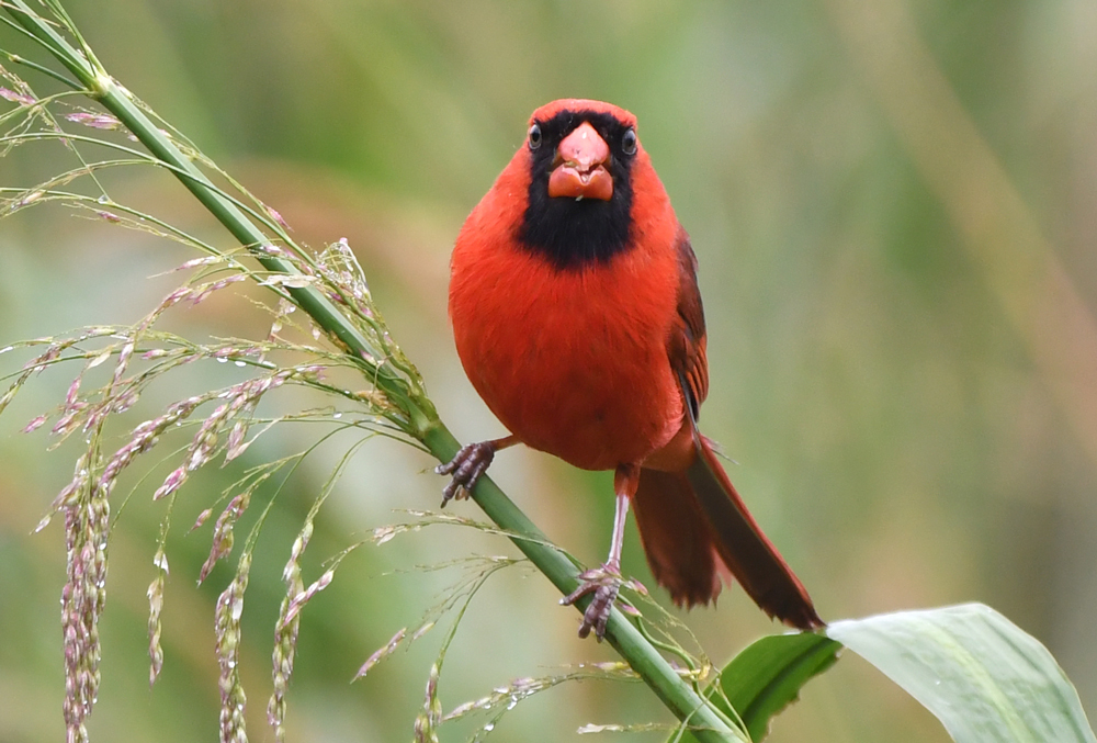 Northern cardinal - Wikipedia
