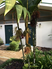 Pinanga coronata image