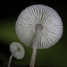 Common Gilled Mushrooms and Allies - Photo (c) 沈冠宇(Kuan-yu Shen), all rights reserved, uploaded by 沈冠宇(Kuan-yu Shen)