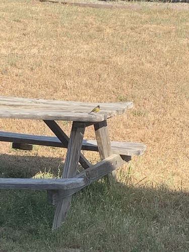 iNaturalist observation photo of Lawrence's Goldfinch