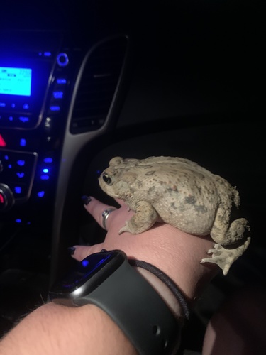 iNaturalist observation photo of Western Toad
