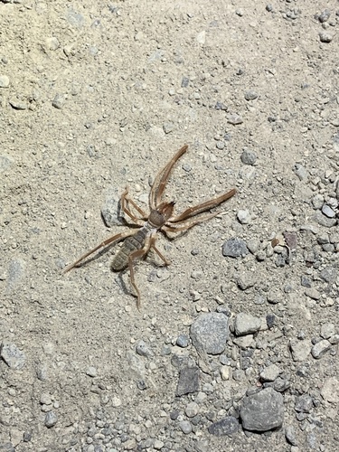 iNaturalist observation photo of Eremobates