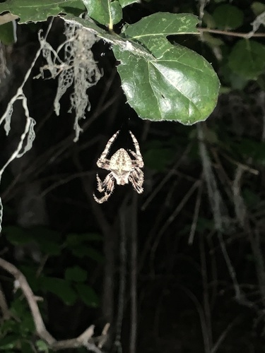 iNaturalist observation photo of Angulate and Roundshouldered Orbweavers