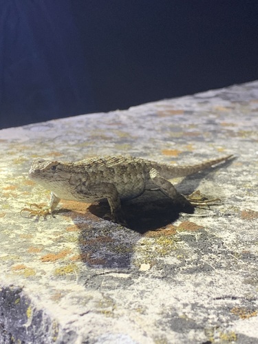 iNaturalist observation photo of Western Fence Lizard