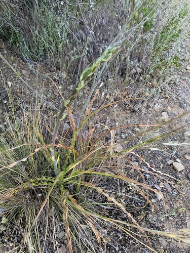 iNaturalist observation photo of wavy-leafed soap plant