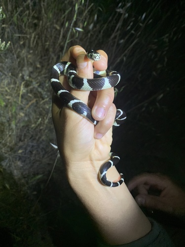 iNaturalist observation photo of California King Snake
