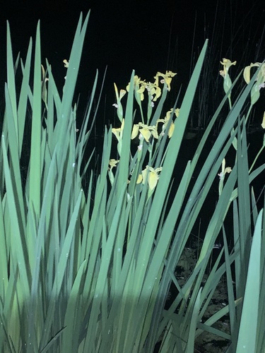 iNaturalist observation photo of Yellow Iris