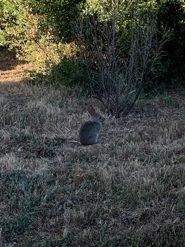 iNaturalist observation photo of Cottontail Rabbits