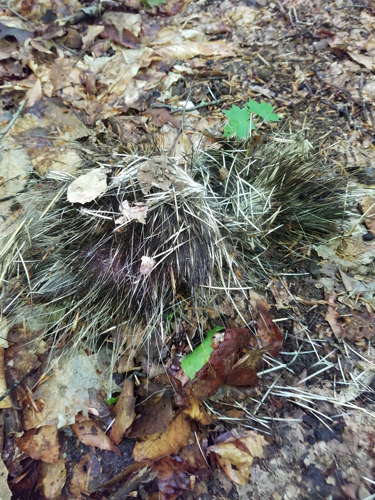 North American Porcupine from South Branch Township, MI, USA on May 26