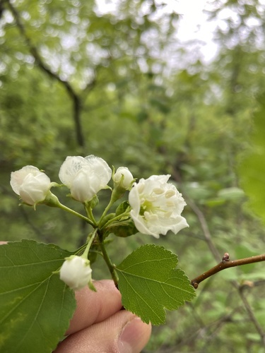 Stinking Hawthorn — photo 1
