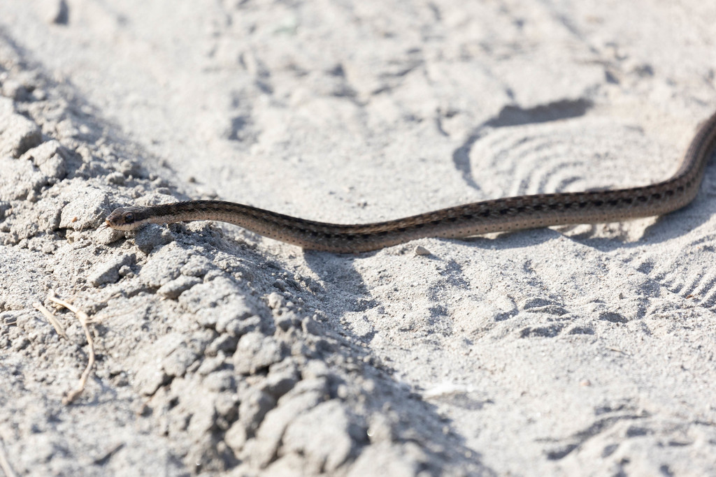 Boie's Keelback from Sapalibutad, Angeles, Pampanga, Filippinene on May ...