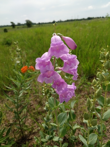large-flowered beardtongue