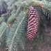 Norway Spruce - Photo (c) madame_nature, all rights reserved