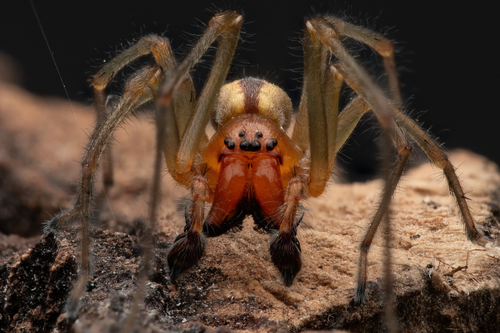 Two-Clawed Hunting Spider