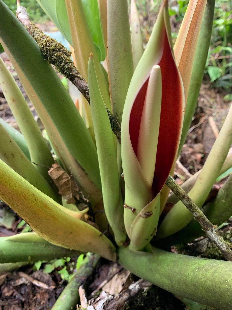 are snake plants easy to grow Sansevieria