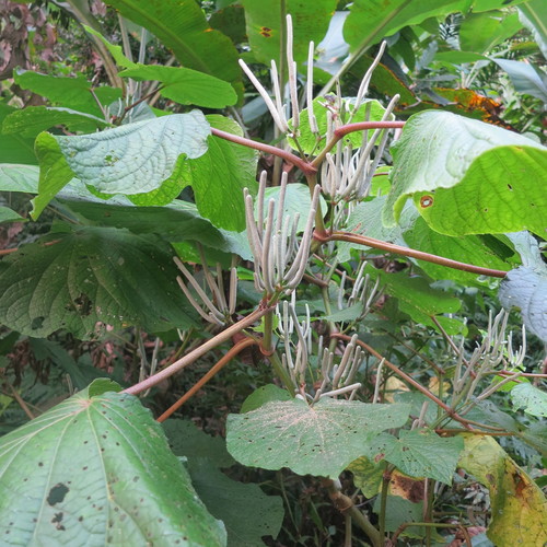 pariparoba