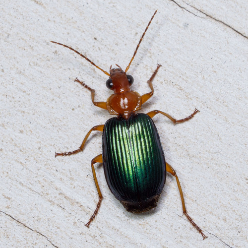 How to identify Lebia grandis Hentz, 1830