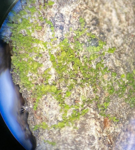 Myriocoleopsis minutissima ssp. minutissima