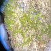 Myriocoleopsis minutissima minutissima - Photo (c) Steven A Lovelace, todos os direitos reservados, uploaded by Steven A Lovelace