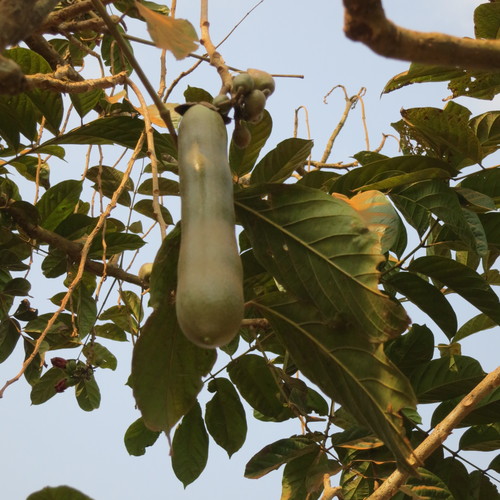 Sausage tree