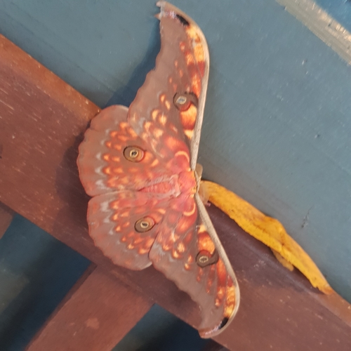Antheraea larissa