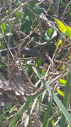 Eastern Brown Snake sighting